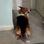 Captain George Pickles - @captainpicklesthecorgi - Instagram