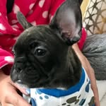 George Chester Pickles Kazan - @kinggeorgiethefrenchie - Instagram