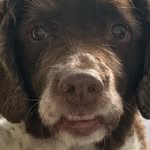 George Pickles🐶🐾 - @georgepickles7 - Instagram