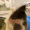 George Pickles & Andre - @originalpoopoopickles - TikTok