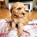 George Pickles Dennison - @georgie_pickles_ - Instagram