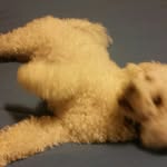 Mister George Pickles - @mister_pickles11 - Instagram
