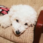 Mister George Pickles - @mrthedog.2 - Instagram