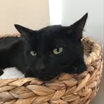Mr. George Pickles - @george_the_battlecat - Instagram