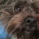 Pickles George - @picklesgeorge - Instagram