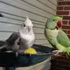 PicklesNGeorge - @picklesngeorge - TikTok