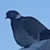 I ❤️ George the pigeon - @georgethepidgeonfanpage - TikTok