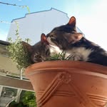 George & Pierre - @georgeandpierre - Instagram