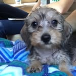 Georgie - @george_pierre_ - Instagram