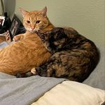 George F. O’Malley, Ginevra M. Tonks & Pippin N. Took - @foolofatook3 - Instagram