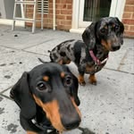 Georgie, Higgins & Pippin - @georgieandhiggins - Instagram