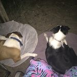 Loki George Pippin (+Kenzie) - @loki_n_kenzie - Instagram
