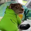 Pip; The Best Boy - @pippingeorge - TikTok