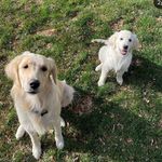 Pippy and George Golden’s - @pippin.n.george - Instagram