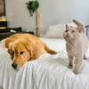 George&Polo - @akarpen6 - TikTok