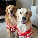 george ryder & louie rae - @thegoldensnamedgeorgeandlouie - Instagram