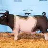 George Rathjen - @georgerathjen7 - TikTok