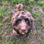 George Rex Lewis 🐾 - @cockapoogeorge - Instagram