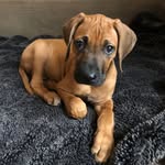 George The Curious Ridgeback - @georgethecuriousridgeback - Instagram