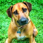 George The Ridgeback - @ridgebackgeorge - Instagram
