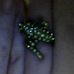 George the Lizard Ring - Facebook