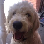 Harry George Rizzo 🐶 - @harrythegroodle - Instagram