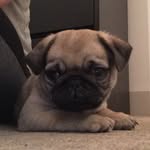 George Rodriguez - @george_rodriguez_pug - Instagram