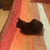 George Rodney - @george.rodney - TikTok
