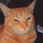 George😺Rodney - @rodney._.george - Instagram