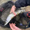 George🎣 - @georgerogers210 - TikTok