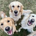 George, Roger & Riley - @2goldguys - Instagram