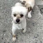George (russell) - @gorgeous_george_romanianrescue - Instagram