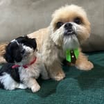 George & Romeo 🐶🐶 - @_george.romeo - Instagram