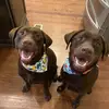 RustyandGeorge - @rustyandgeorge - TikTok