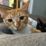George & Salem - @georgeandsalemforever - Instagram