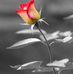 Georges Salloum - Facebook