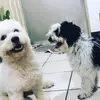 Goreg and sully - @georgesaulley - TikTok