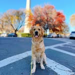 George Edwards-Schuler - @georgethe_goldenboy - Instagram