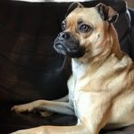 Doggo Of Many Names & Faces🐾 - @georgemunchiescullymrmiagi - Instagram