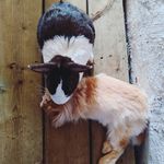 George Michael & Scully - @georgenscully - Instagram