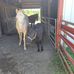 George Shingleton - Facebook