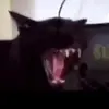 kokju - @spacegeorge - TikTok