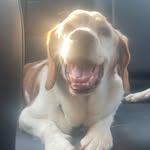 George Spear - @porgieisthebestatsnuggles - Instagram