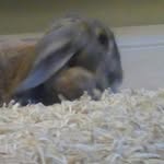 George Sterling - @rabbit_george_sterling - Instagram