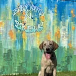 George Straub - @georgie_theyellowlab - Instagram