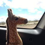 George Stuffed - @it_is_george_stuffed - Instagram