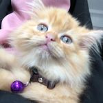 Sultan george - @georgesultancat - Instagram