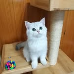 George Sun - @georgesun2127 - Instagram