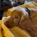 George - @georgesuperspaniel - Instagram
