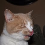 George - @george.tabby - Instagram